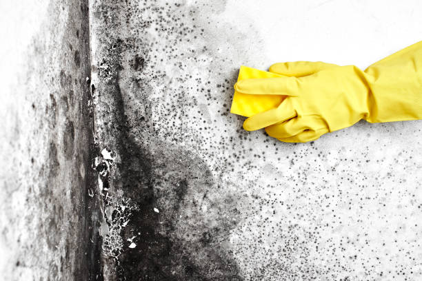 Best Mold Removal Company Near Me  in Homeland, GA