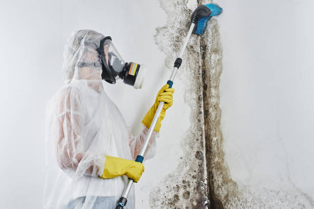 Best Home Mold Removal  in Homeland, GA