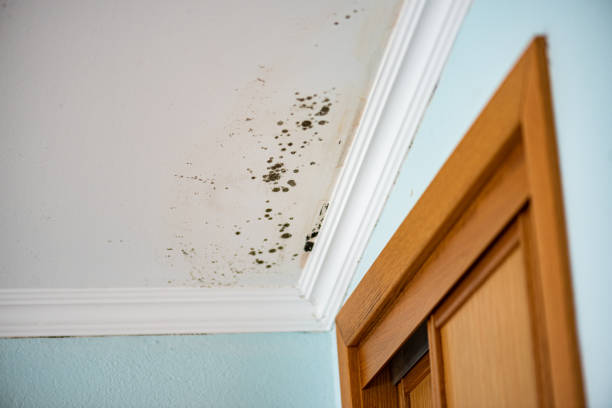 Best Emergency Mold Removal  in Homeland, GA
