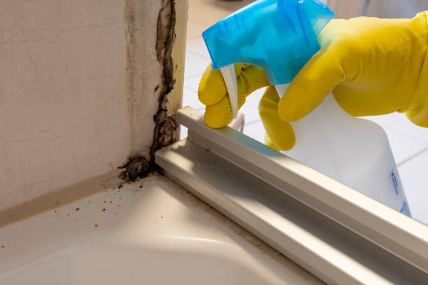 Best Mold Removal Near Me  in Homeland, GA