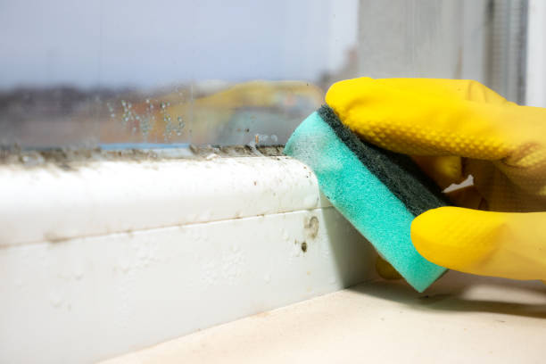 Best Certified Mold Removal  in Homeland, GA
