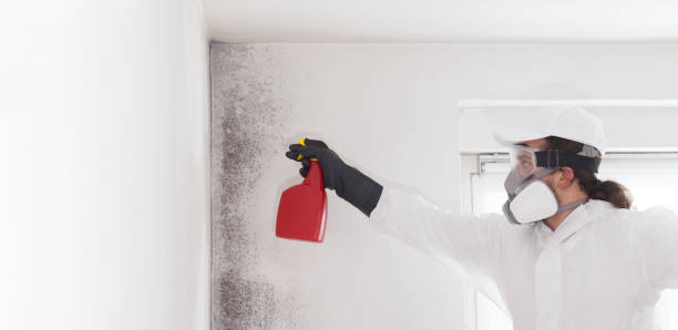 Best Mold Remediation Experts  in Homeland, GA