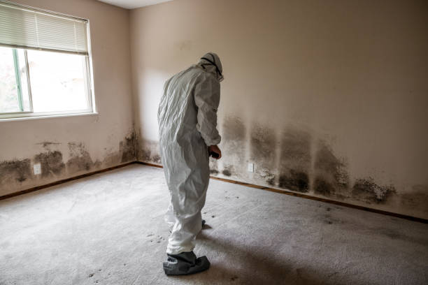 Best Mold Damage Repair  in Homeland, GA