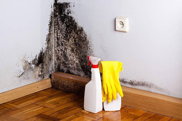 Best Crawl Space Mold Removal  in Homeland, GA