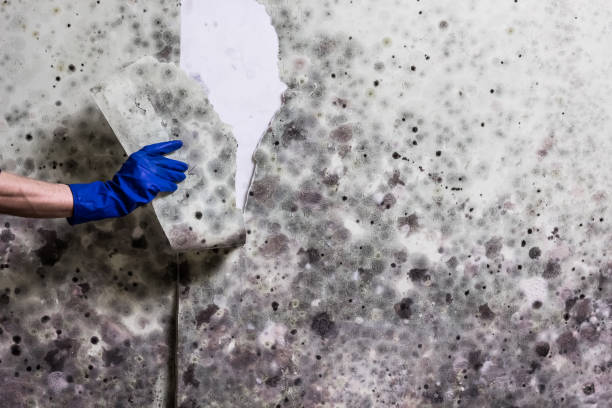 Best Mold Testing  in Homeland, GA