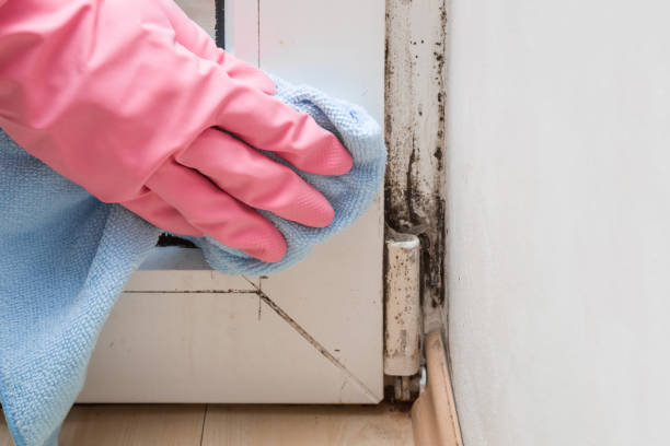 Best Residential Mold Removal  in Homeland, GA