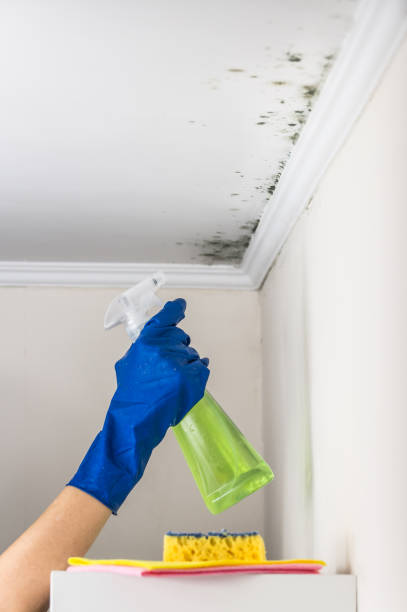 Best Residential Mold Removal  in Homeland, GA