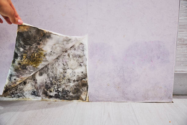Best Toxic Mold Removal  in Homeland, GA